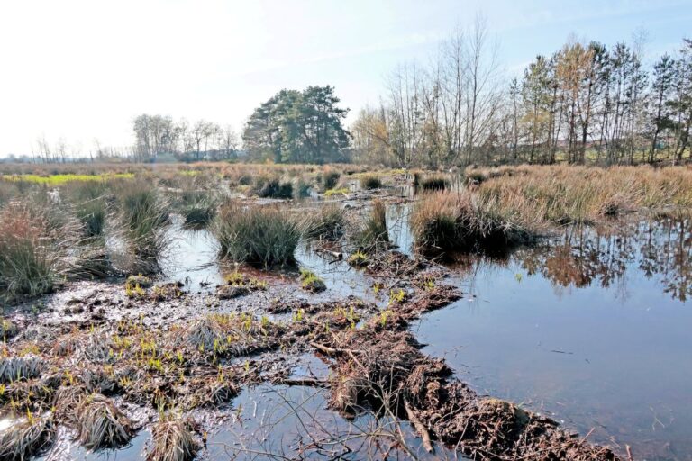 So ähnlich hat es früher im Moor ausgesehen (Foto: Alexander Weis)