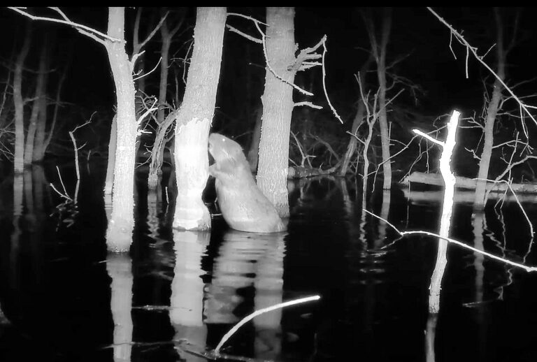 Der - offenkundig gut genährte - nachtaktive Spesbacher Biber am Werk.  (Foto: Alexander Weis)