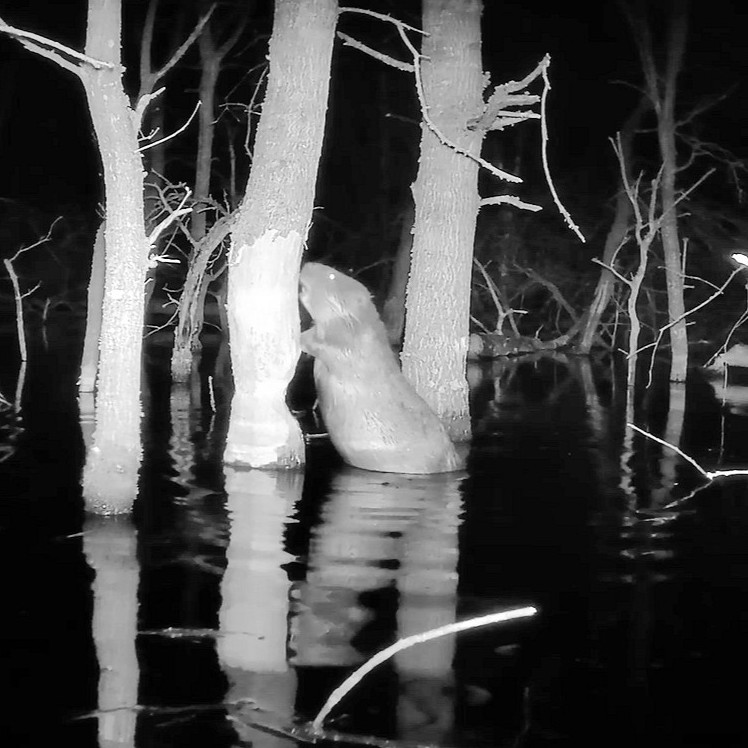 Spesbach hat jetzt einen Biberwoog