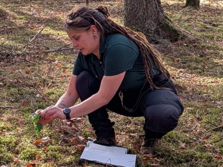Naturverjüngung und der Kampf gegen das Wild